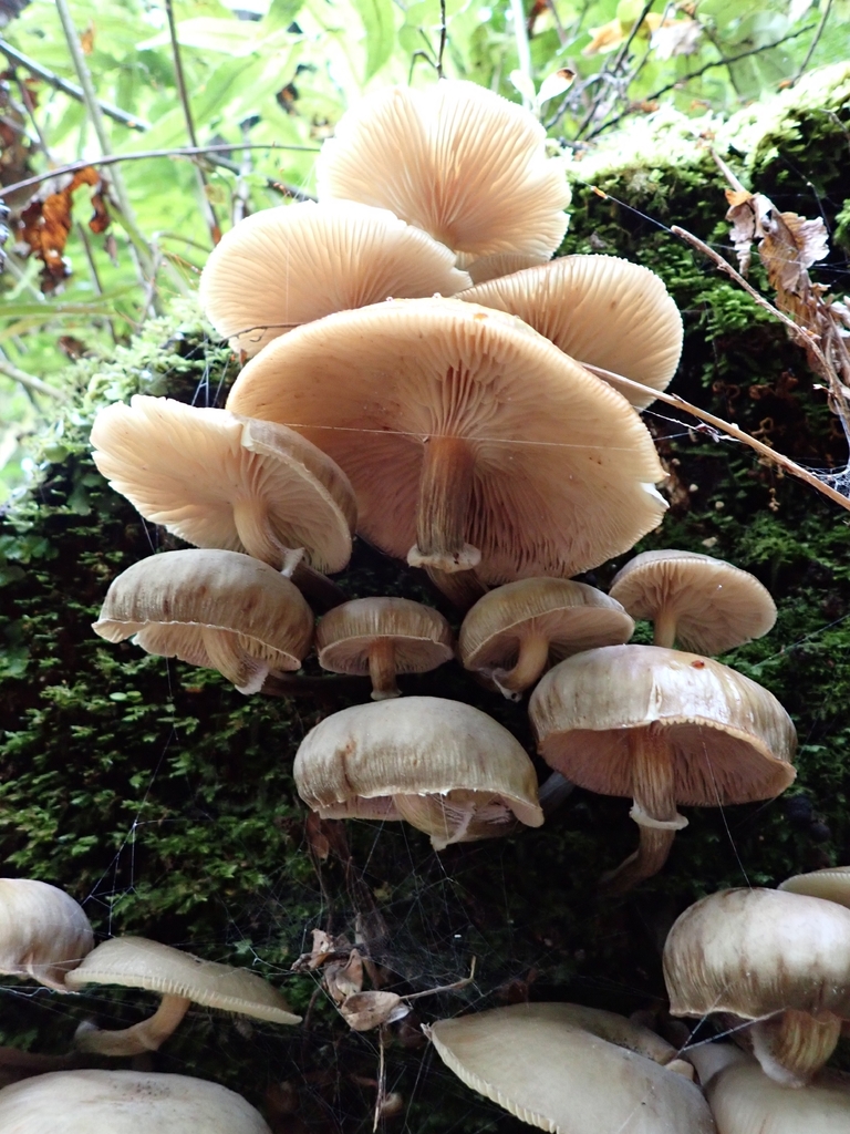 Armillaria novae-zelandiae · December 2025 · photo: © claire_grace83 (iNaturalist, cc-by)