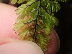 Hymenophyllum dentatum