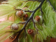 Hymenophyllum dentatum