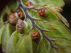 Hymenophyllum dentatum