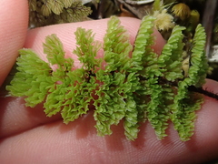 Hymenophyllum dentatum