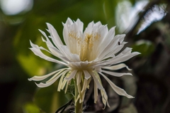 Epiphyllum