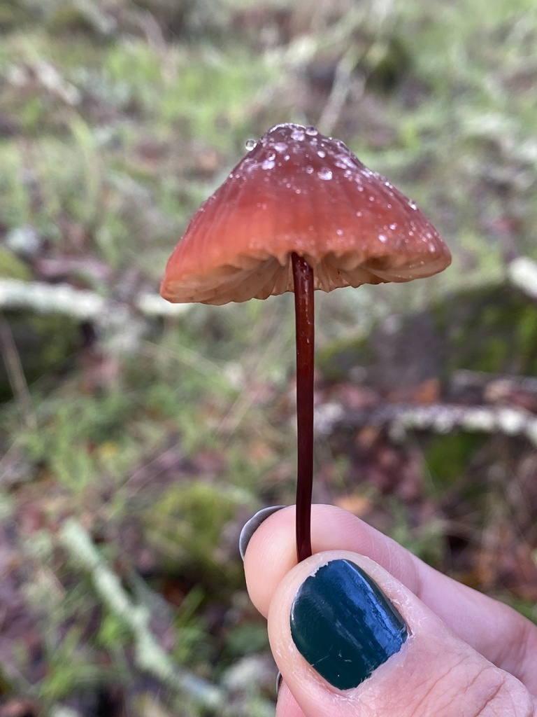 Marasmius plicatulus · December 2025 · photo: © katharinegk (iNaturalist, cc-by)