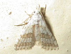 Alucitoidea
