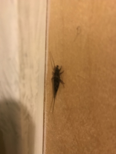 iNaturalist observation photo of Jumping Bristletails
