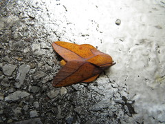 Syssphinx bisecta