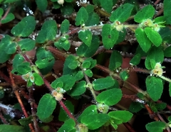 Euphorbia yucatanensis