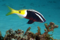 Parupeneus barberinoides