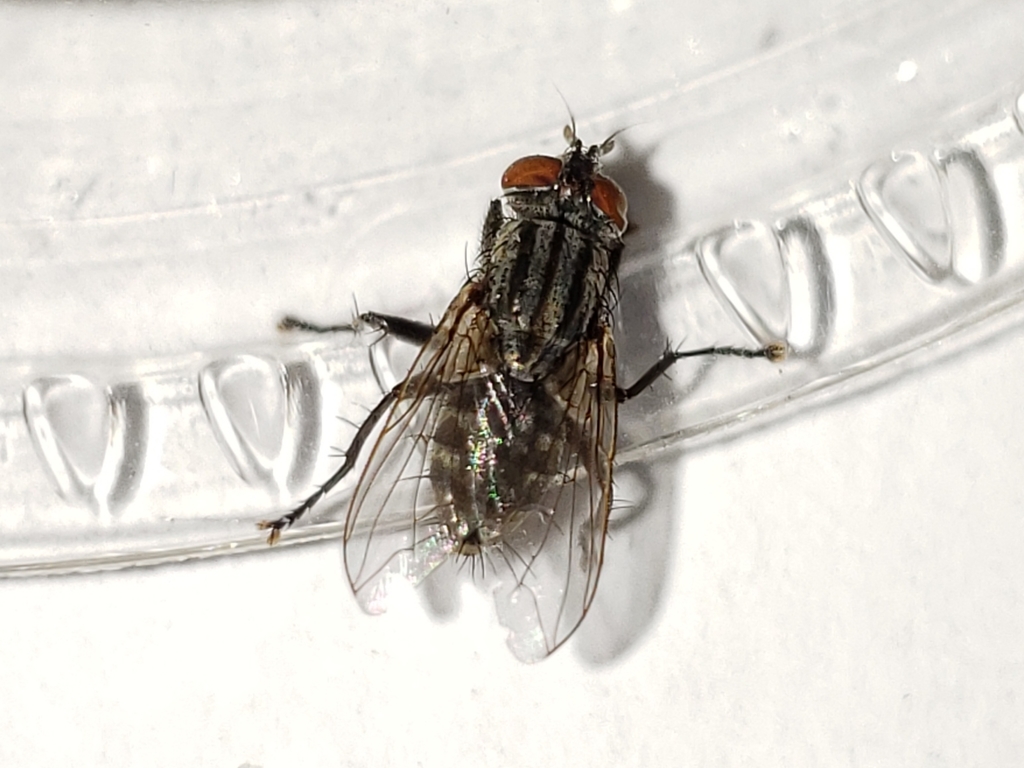 Ravinia derelicta