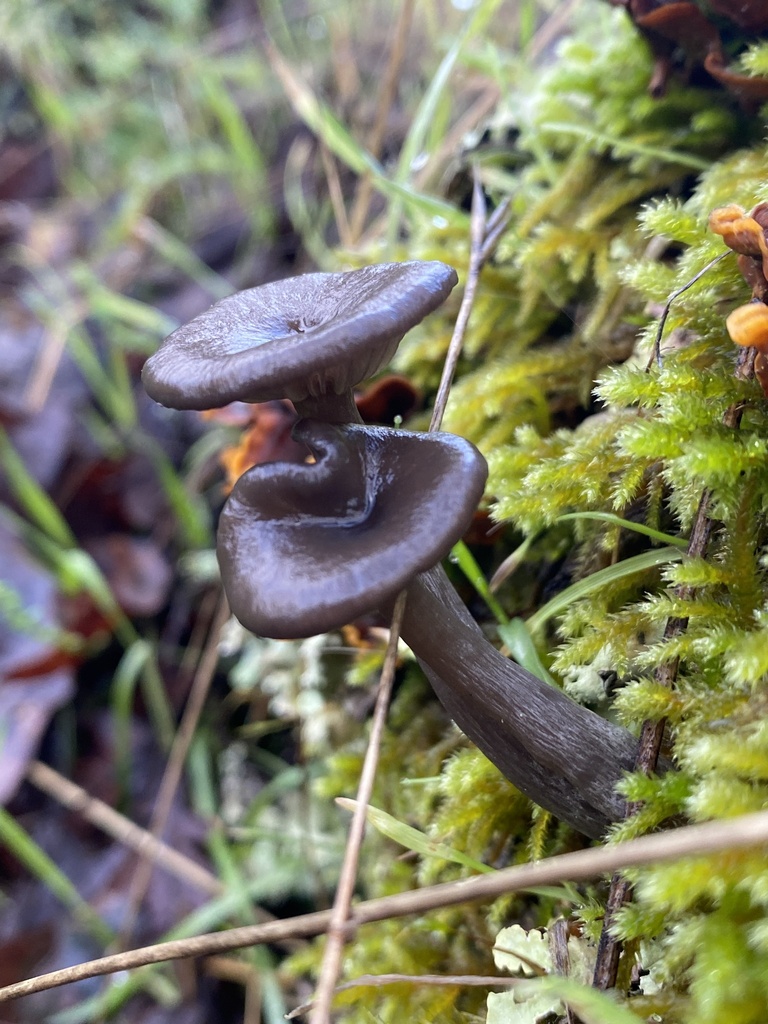 Pseudoclitocybe cyathiformis · December 2025 · photo: © katharinegk (iNaturalist, cc-by)