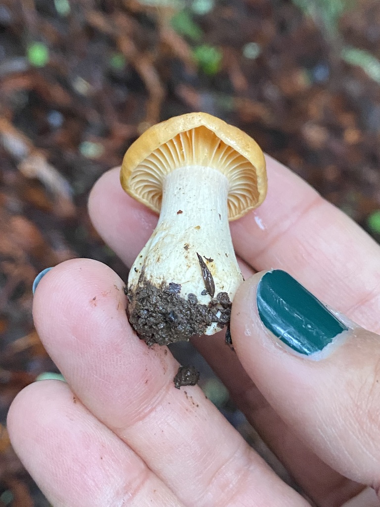 Cuphophyllus pratensis · December 2025 · photo: © katharinegk (iNaturalist, cc-by)