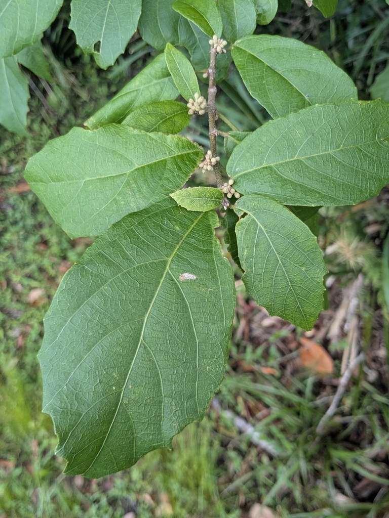 Mallotus claoxyloides (Mallotus claoxyloides)