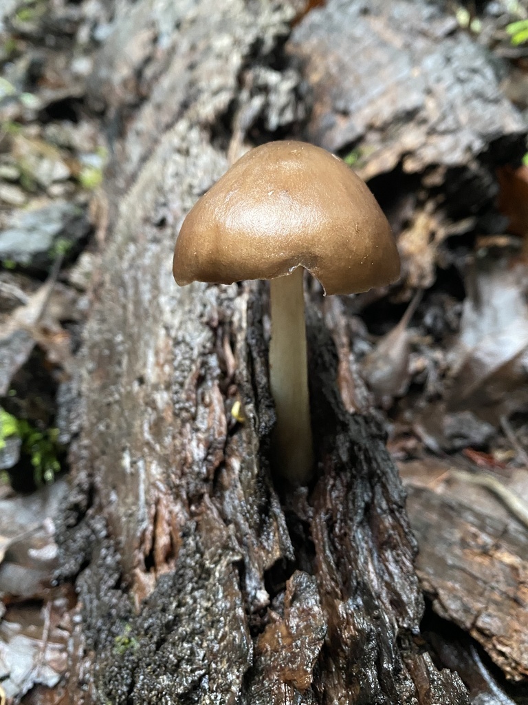 Pluteus exilis · December 2025 · photo: © katharinegk (iNaturalist, cc-by)