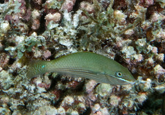 Stethojulis strigiventer