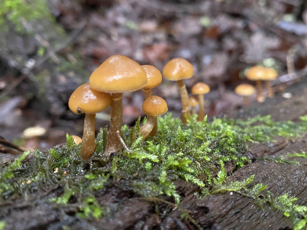 Galerina marginata · December 2025 · photo: © katharinegk (iNaturalist, cc-by)
