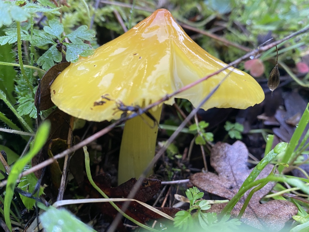 Hygrocybe acutoconica · December 2025 · photo: © katharinegk (iNaturalist, cc-by)