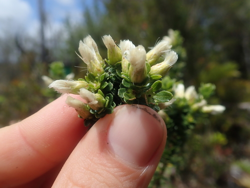 Image of Baccharis patagonica by (c) Nolan Exe, some rights reserved (CC BY)