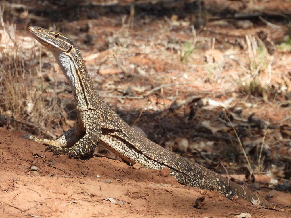 Sand Monitor from Yenda NSW 2681, Australia on December 26, 2025 at 03: ...