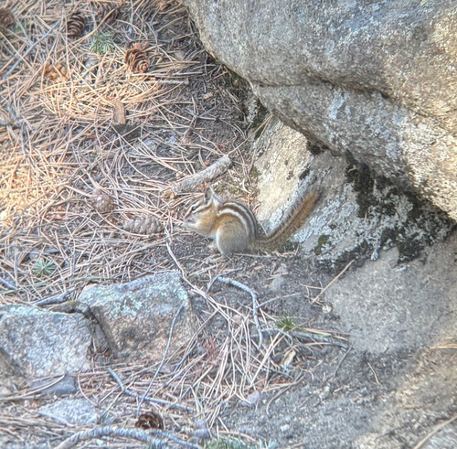 Colorado Chipmunk observed by hinowashi