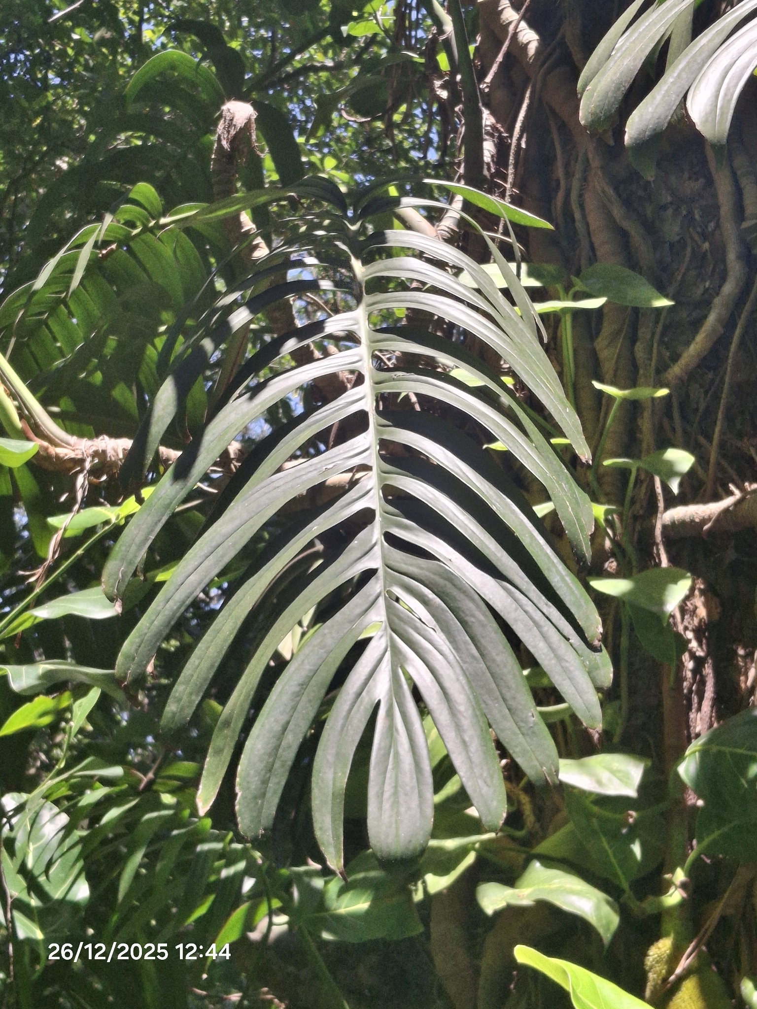Rhaphidophora Decursiva (Rhaphidophora decursiva)