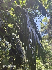 Rhaphidophora decursiva, photograph (c) Giovanna Roque de Castro, some rights reserved (CC BY-SA)