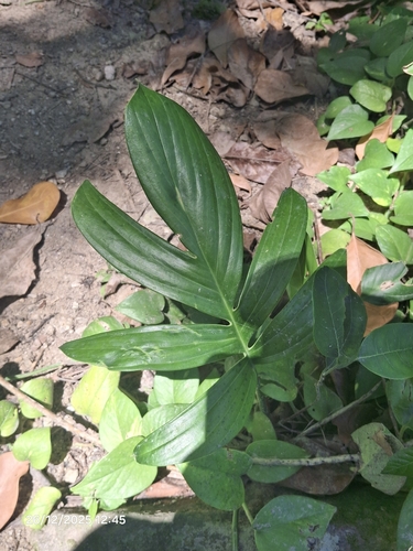Rhaphidophora decursiva, photograph 5