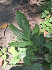 Rhaphidophora decursiva, photograph (c) Giovanna Roque de Castro, some rights reserved (CC BY-SA)