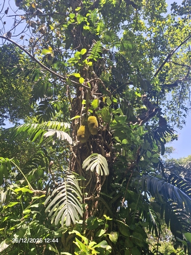 Rhaphidophora decursiva, photograph 6