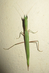 Episcopomantis chalybea