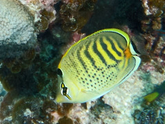 Chaetodon punctatofasciatus