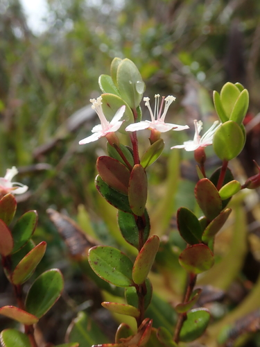 Image of Myrteola nummularia by (c) Nolan Exe, some rights reserved (CC BY)