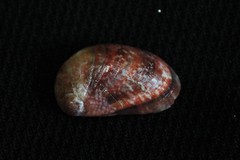 Stomatella impertusa