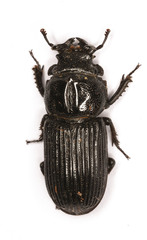 Nigidius delegorguei