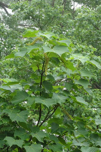 Acer nipponicum observed 2021-07-10