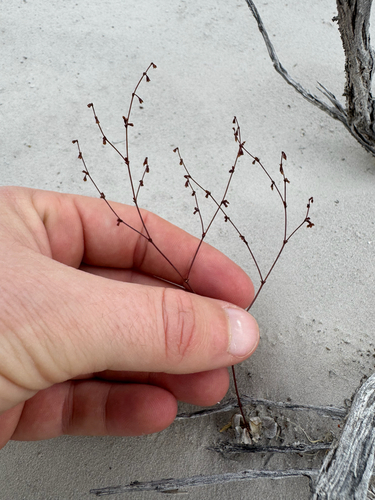 Nodding Buckwheat (Eriogonum cernuum)