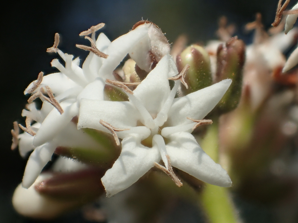 Ehretia resinosa (Ehretia resinosa)