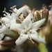 Ehretia resinosa - Photo Ningún derecho reservado, subido por 葉子