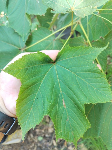 Acer nipponicum observed 2024-08-03
