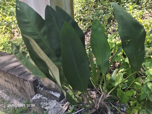 Anthurium coriaceum, photograph 2
