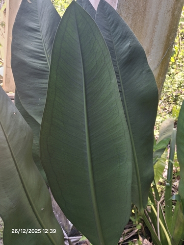 Anthurium coriaceum, photograph 3