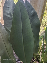 Anthurium coriaceum, photograph (c) Giovanna Roque de Castro, some rights reserved (CC BY-SA)