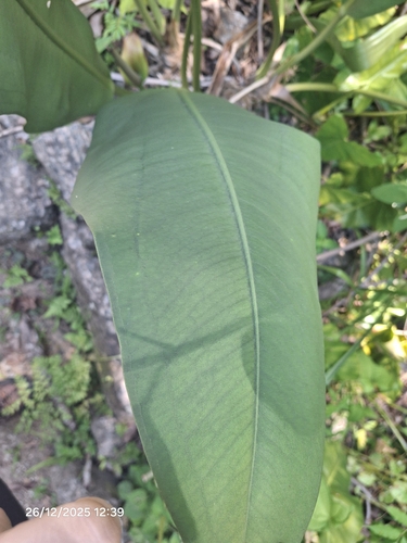 Anthurium coriaceum, photograph 4