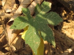 Camonea vitifolia