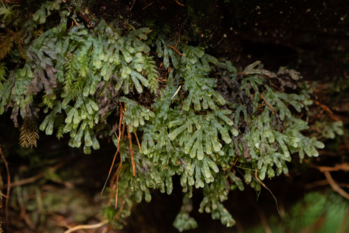 Hymenophyllum digitatum observed 2025-12-23