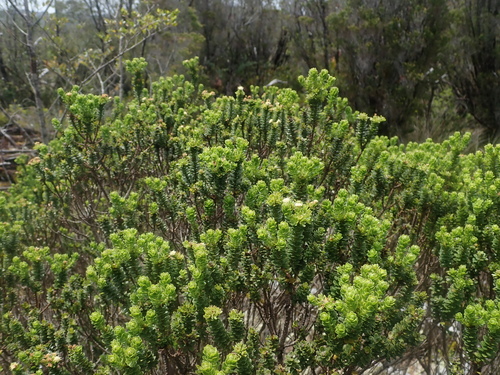 Image of Baccharis patagonica by (c) Nolan Exe, some rights reserved (CC BY)