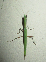 Episcopomantis chalybea