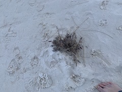 Nerisyrenia camporum