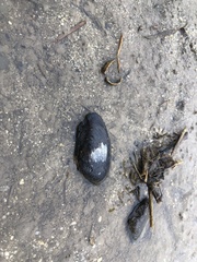 Nodularia breviconcha