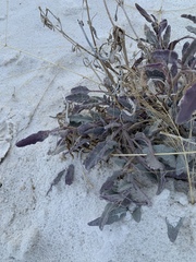 Nerisyrenia camporum