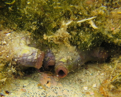 Asterocarpa coerulea